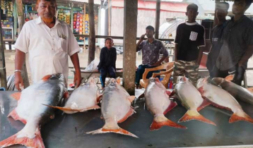 পদ্মায় ধরা পড়ছে ঝাঁকে ঝাঁকে পাঙ্গাস, দামে খুশি জেলেরা