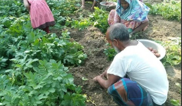 মাঠে আগাম জাতের আলু তুলতে ব্যস্ত দিনাজপুরের কৃষক