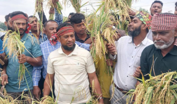 বাগেরহাটে কৃষকদের ধান কেটে ঘরে তুলে দিলো বিএনপি নেতারা