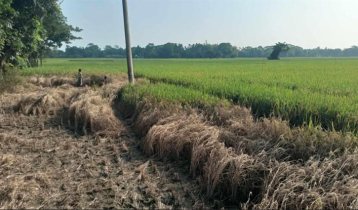 আমনের ক্ষেতে ইঁদুর আর কারেন্ট পোকার আক্রমণ, দিশেহারা কৃষক