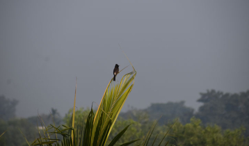 দেশের সর্বনিম্ন তাপমাত্রা শ্রীমঙ্গলে