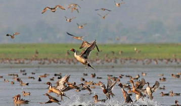 চলনবিলে অবাধে চলছে পাখি শিকার, নির্বিকার প্রশাসন