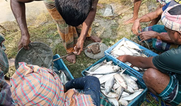 নিষেধাজ্ঞার মধ্যে অবাধে ইলিশ শিকার, প্রকাশ্যে বিক্রি