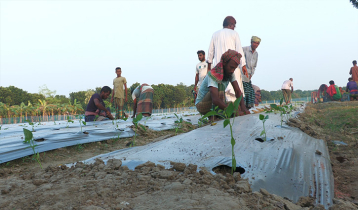 ক্যাপসিকাম চাষে ২৯ কৃষকের স্বপ্ন