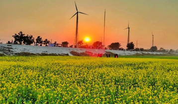 হলুদের চাদরে মোড়ানো সরিষার মাঠ, বাম্পার ফলনের আশা