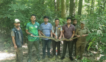 কাপ্তাই জাতীয় উদ্যানে ছাড়া হলো উদ্ধার করা অজগর