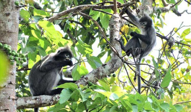 সুন্দরবনের প্রাণী প্রবন্ধে ঠাঁই পায়নি ‘বানর’