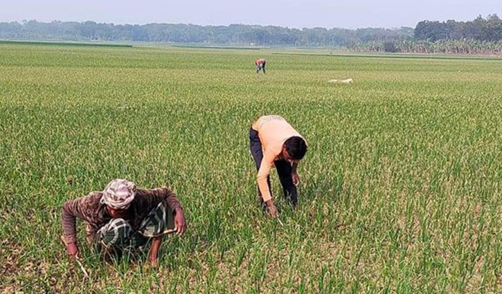 কুষ্টিয়ায় পেঁয়াজের পরিচর্যায় ব্যস্ত কৃষক