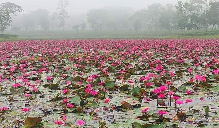 কালচে পানির ওপর মুগ্ধতা ছড়াচ্ছে লাল শাপলা