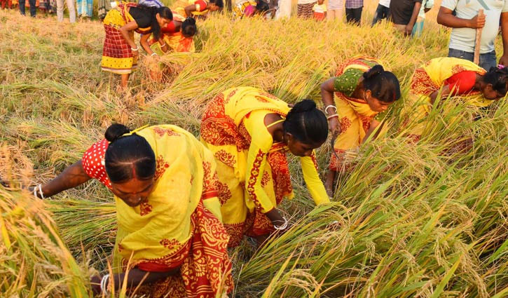 আজ পহেলা অগ্রহায়ণ, কৃষকের ঘরে ঘরে নবান্নের ঘ্রাণ