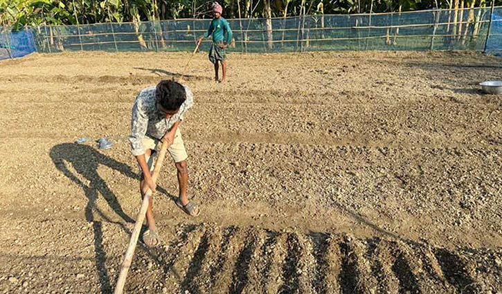 সিরাজগঞ্জে প্রথমবারের মতো জিরা চাষ