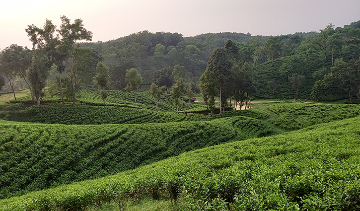 অপার সৌন্দর্যের রানী শ্রীমঙ্গল