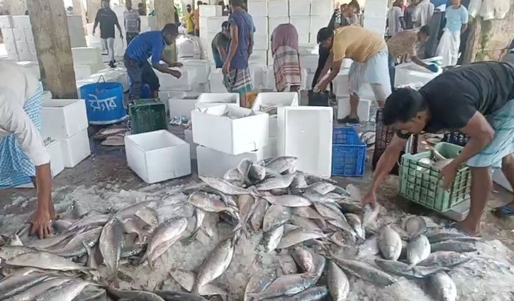 কক্সবাজারে আগস্টে মাছ আহরণে রেকর্ড