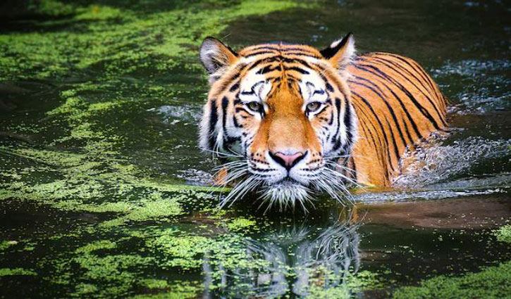 ভিয়েতনামে বার্ড ফ্লুতে আক্রান্ত হয়ে ৪৭ বাঘের মৃত্যু