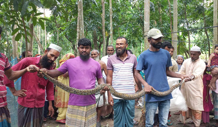 বরগুনায় ১০ ফুট লম্বা অজগর উদ্ধার 