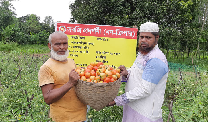 গ্রাফটিং টমেটো চাষে মানিক মিয়া লাভবান