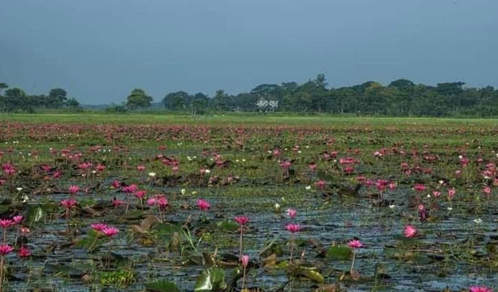 শাপলায় ৪০০ পরিবারের জীবিকা