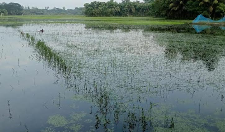 লক্ষ্মীপুরে বন্যায় দেড় লাখ কৃষকের ২২৭ কোটি টাকার ক্ষতি