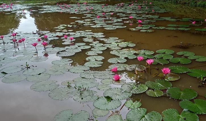 সবুজ চা বাগানে মুগ্ধতা ছড়াচ্ছে লাল শাপলা