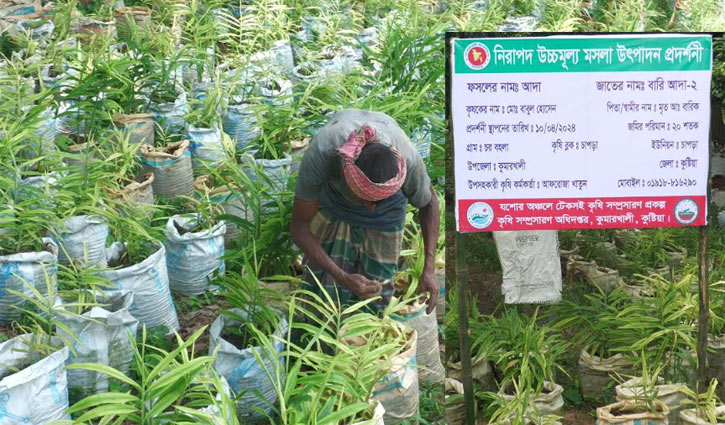 এক মৌসুমেই সাড়ে ৩ কোটি টাকার আদা বিক্রির আশা বাবুলের