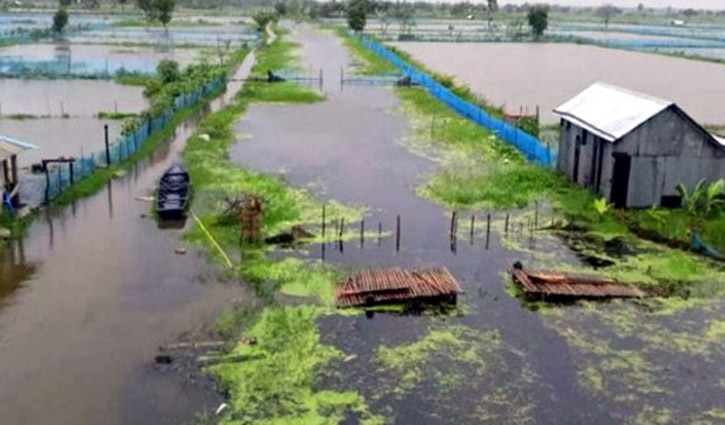 বিল ডাকাতিয়ায় মাছ চাষিদের ১০০ কোটি টাকার ক্ষতি