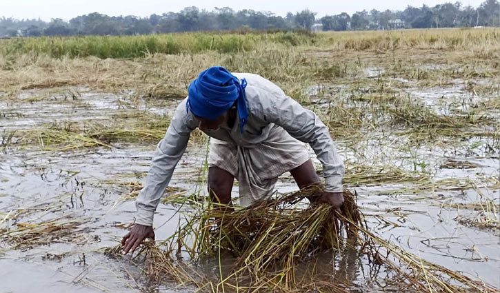 বন্যায় ১৪ লক্ষাধিক কৃষক ক্ষতিগ্রস্ত