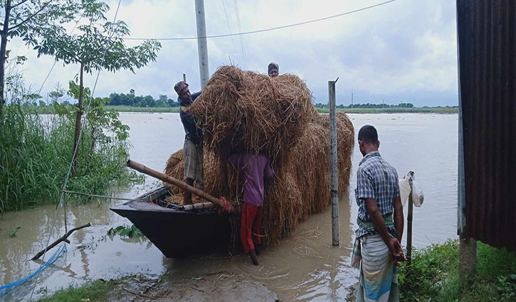 নাটোরে ফের পদ্মায় পানি বৃদ্ধি, ফসলের ব্যাপক ক্ষতি