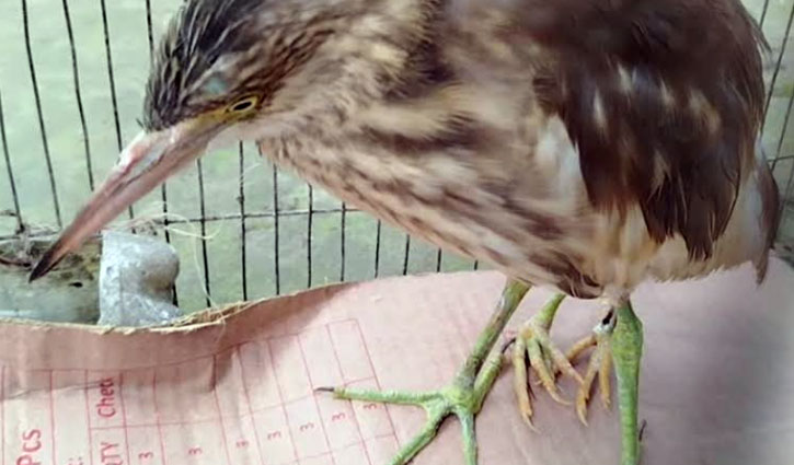 চার পায়ের বকের দেখা মিলল কুড়িগ্রামে