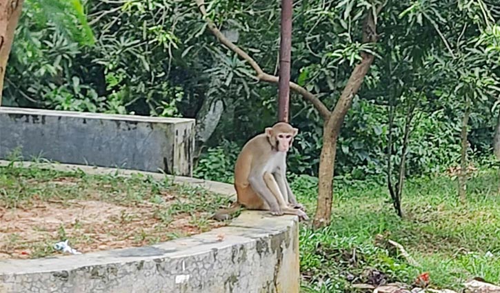 কুবিতে বানরের কামড়ে শিক্ষার্থীসহ আহত ১২
