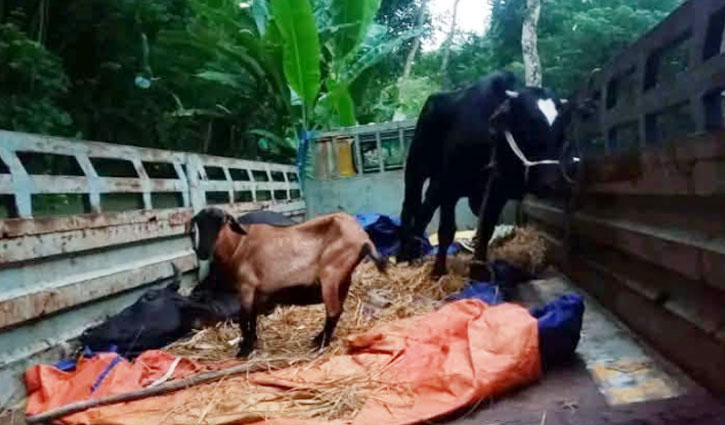 চোরাই গরু-ছাগল ভর্তি ট্রাক ফেলে পালিয়েছে চোর চক্র