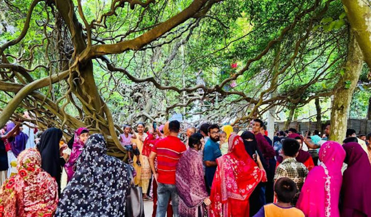 শালবনে আকাশছোঁয়া গিলালতা দেখতে পর্যটকের ভিড়