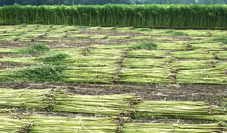 আন্তর্জাতিক বাজার হারাচ্ছে কাঁচাপাট