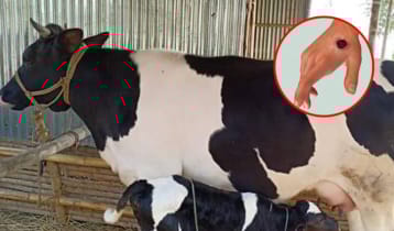 গবাদিপশু থেকে মানুষের শরীরে ‘তড়কা’ রোগ, প্রতিরোধে যা করবেন