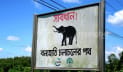কক্সবাজারে বন্যহাতির অস্তিত্ব সংকট, করিডোর হারিয়ে বিলুপ্তির শঙ্কা