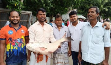 পদ্মায় জেলের জালে ধরা পড়ল ১১ কেজির কাতল পদ্মায় জেলের জালে ধরা পড়ল ১১ কেজির কাতল