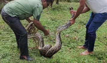 মৌলভীবাজারে চা বাগান থেকে বিশাল আকৃতির অজগর উদ্ধার