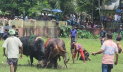 নড়াইলে ষাঁড়ের লড়াই দেখলেন হাজারো দর্শক