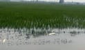 চাঁপাইনবাবগঞ্জে ১৪ হাজার বিঘা নিমজ্জিত, ৮ হাজার কৃষকের ক্ষতি