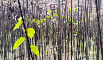 টেকনাফে পান চাষে বিপর্যয়