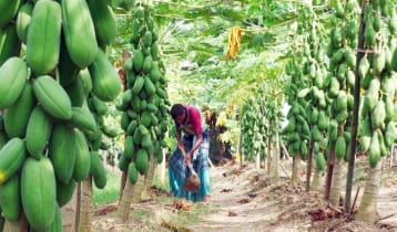 তামাক চাষ ছেড়ে পেঁপেতে বাজিমাত