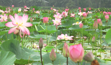 পদ্মে মাতা সোনাকান্ত, জল থেকে দিগন্ত