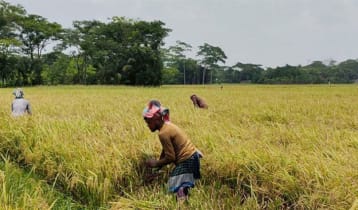 বোরো মৌসুমে ধান-চাল সংগ্রহে রেকর্ড