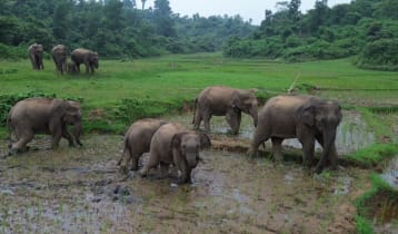 পাহাড়ে খাবার ও পানির সংকট, লোকালয়ে আসছে হাতি