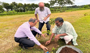 মাগুরায় খাস জমিতে হচ্ছে লিচুবাগান 