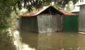 তিস্তায় পানি কমলেও বেড়েছে দুর্ভোগ, ফসলের ক্ষতি 