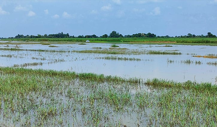 ভৈরব নদের পানিতে ডুবল চুয়াডাঙ্গায় ফসলের মাঠ 