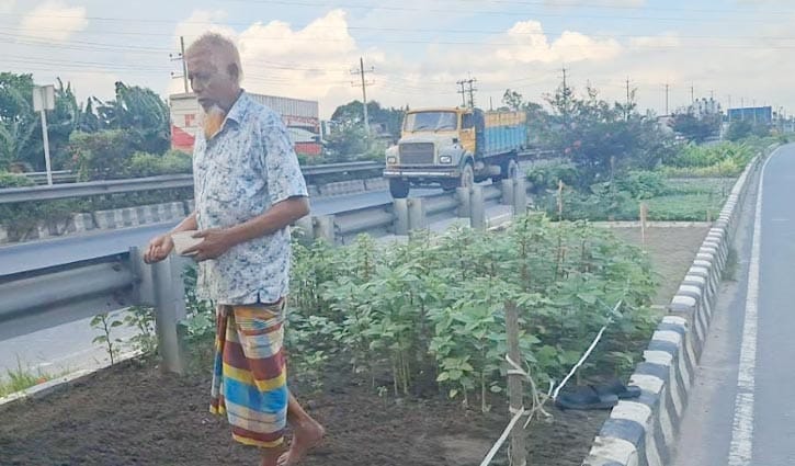 ঢাকা-টাঙ্গাইল সড়কদ্বীপে সবজি চাষ 