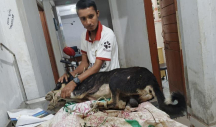 এসিল্যান্ডের হস্তক্ষেপে প্রাণ ফিরে পেল টেঁটাবিদ্ধ কুকুর