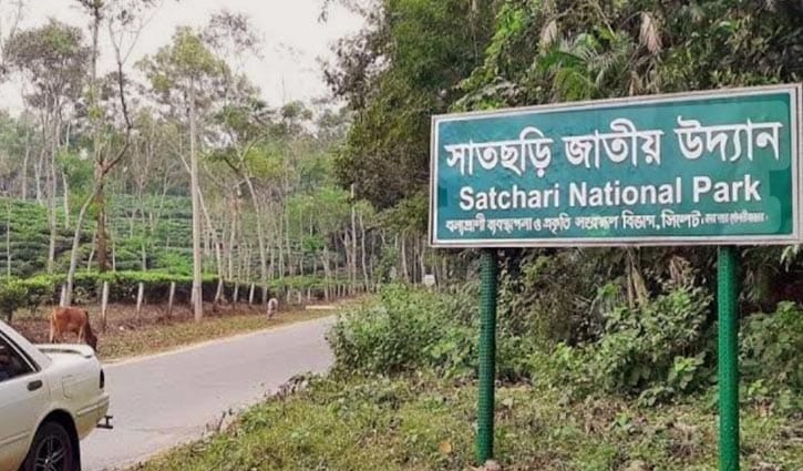সাতছড়ি জাতীয় উদ্যানে গাছ ফেলে ডাকাতি