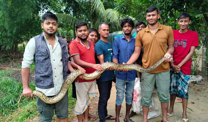ধানখেত থেকে উদ্ধার অজগর বনে অবমুক্ত